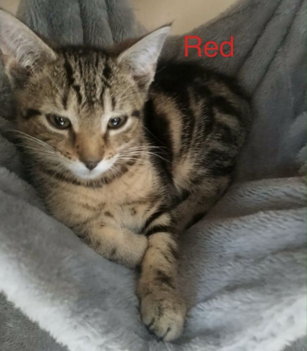 Kocurek Red szuka domu