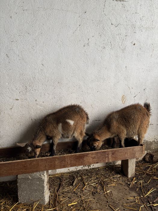 4 Cabras anãs, um casal e duas femeas