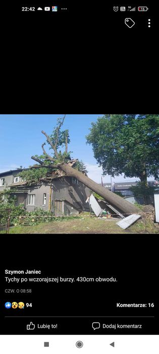 Wycinka drzew niskie ceny