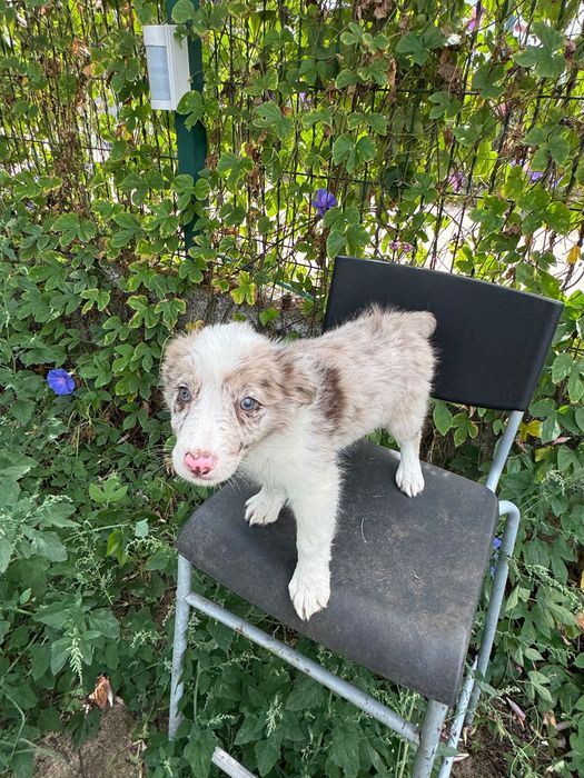 Menina Border Collie ChocoMerle Linda