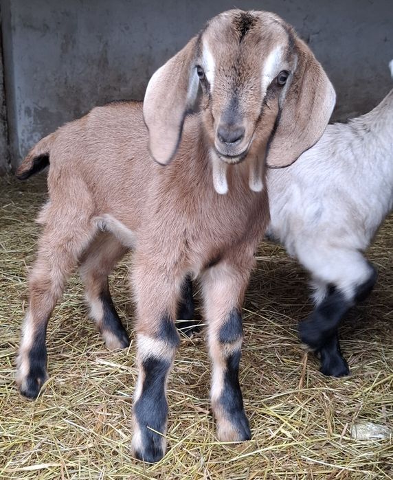 Koza capek do odpojenia