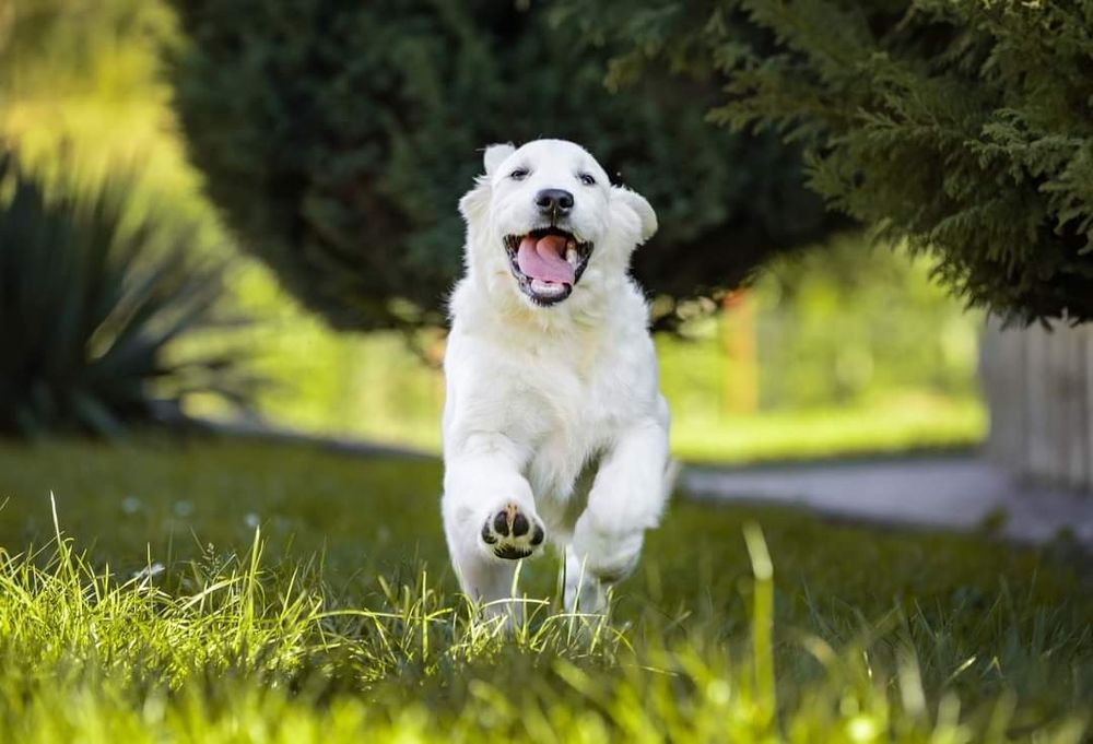 Golden Retriever FCI ZKwP