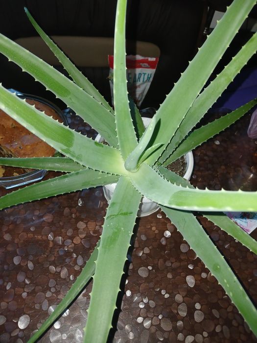 Цветы каланхоэ, петра кротон, суккуленты, алое, шлюмбергера, декабрист