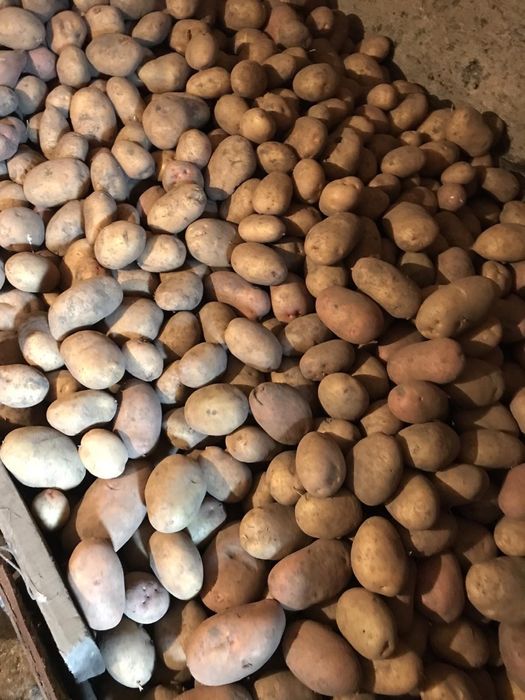 Продам велику картоплю