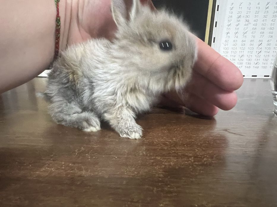 Кролик Мини (маленькие, ручные) 1 месяц