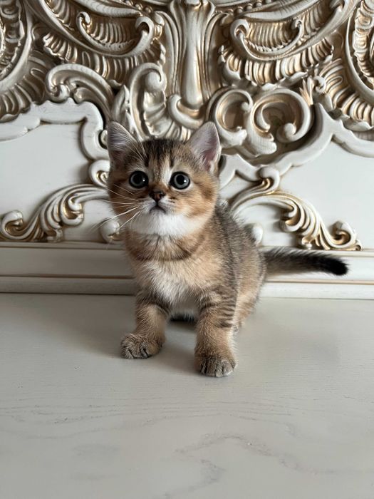 Елітна кішечка золота шиншила, золотая шиншилла. Шотландські кошенята