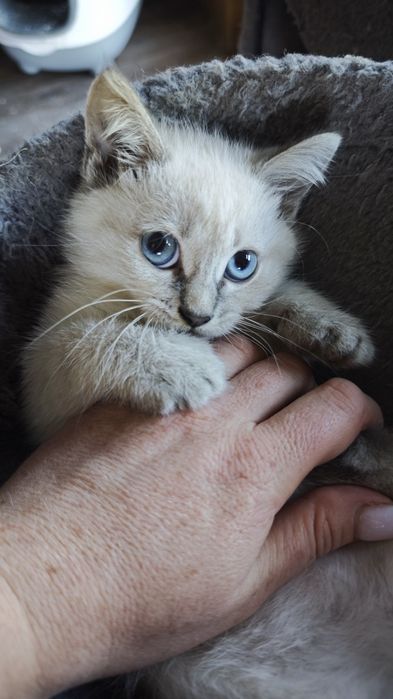 Висловухі та прямовухі кошенята