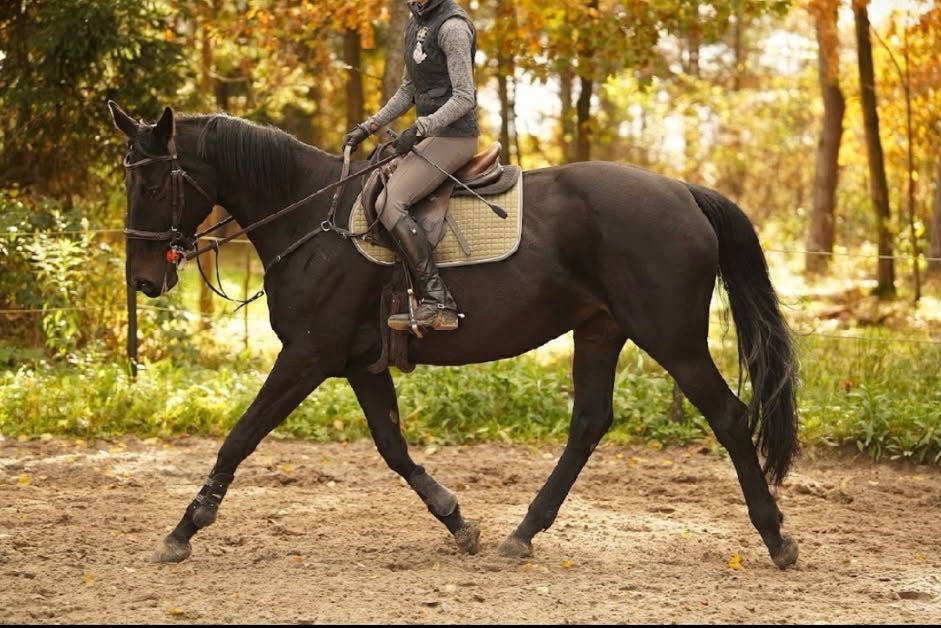 Piękna klacz do sportu.