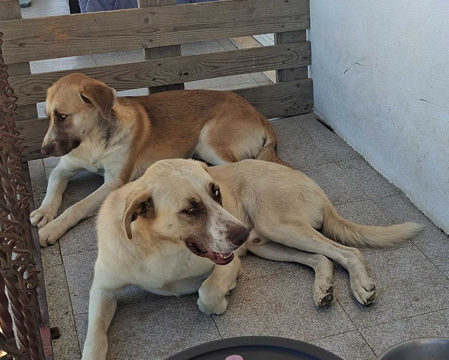 Dois cachorros dóceis encontrados e disponíveis para uma boa adoção.
