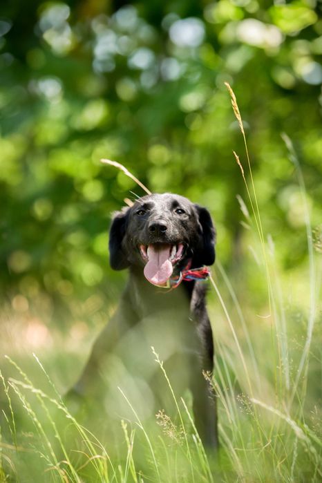 Blania - młoda, nieśmiała suczka do adopcji!