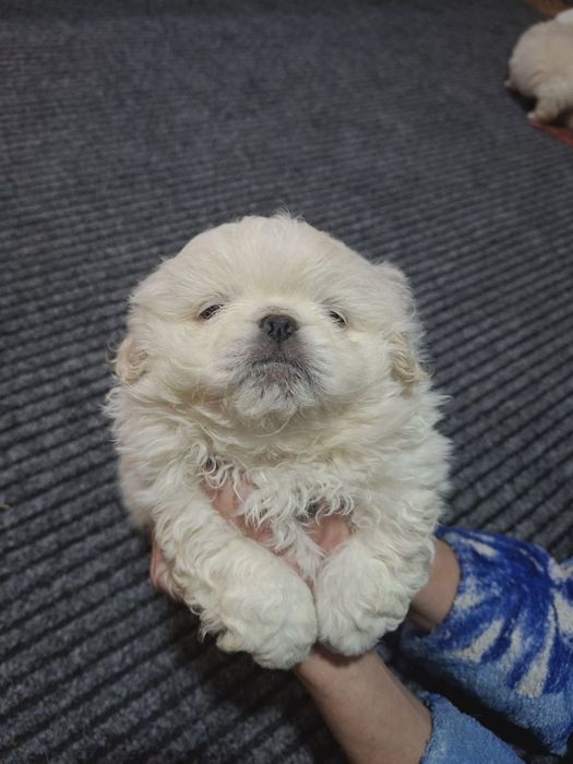 Шустрі хлопчики пекінеси.