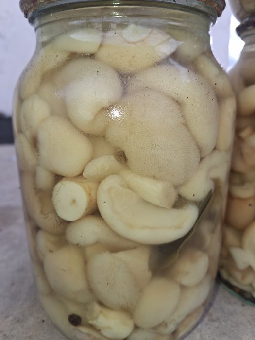 Грибы МАСЛЯТА концервированные Домашние