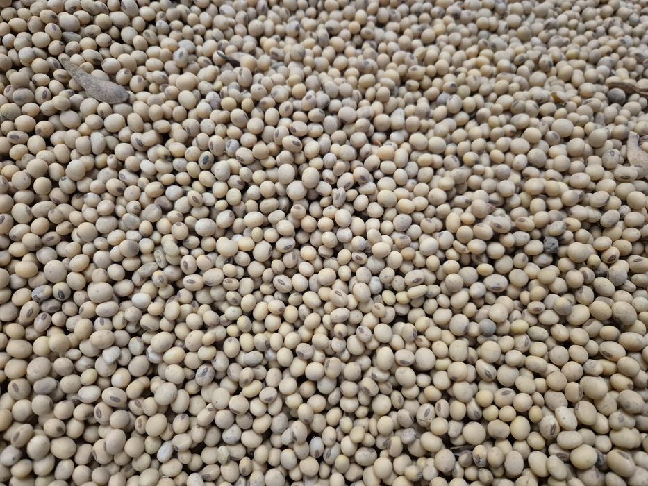 Soja Ambella bardzo wczesna