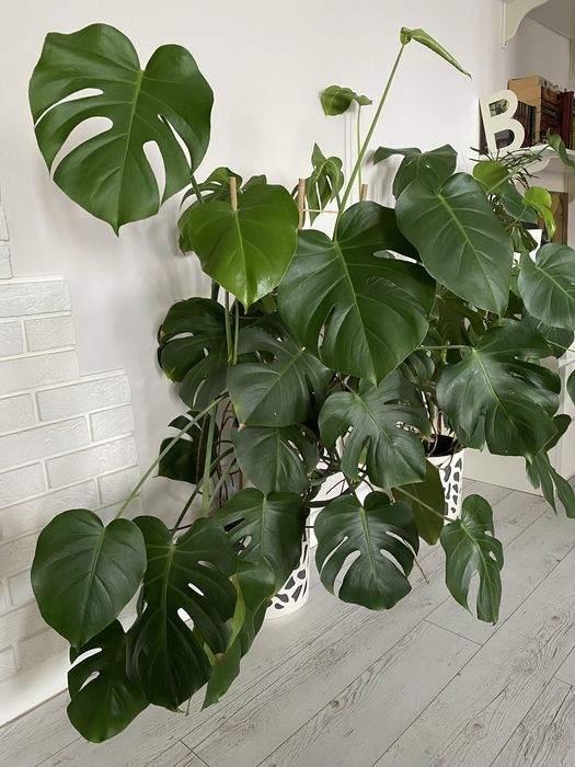 Monstera XXL zdrowa