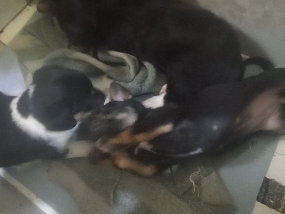 отдам в добрые руки