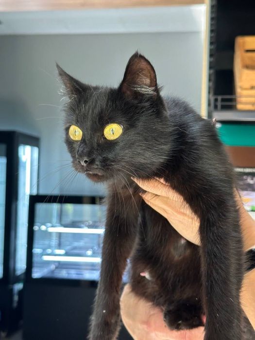 Кішка чорна дуже красива безкоштовно