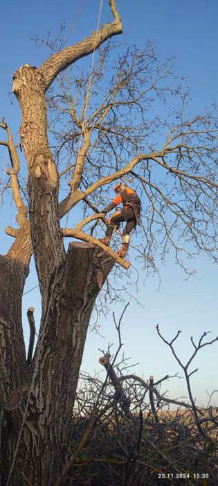 Зрізання дерев, обрізка валка дерев, спилювання, чистка