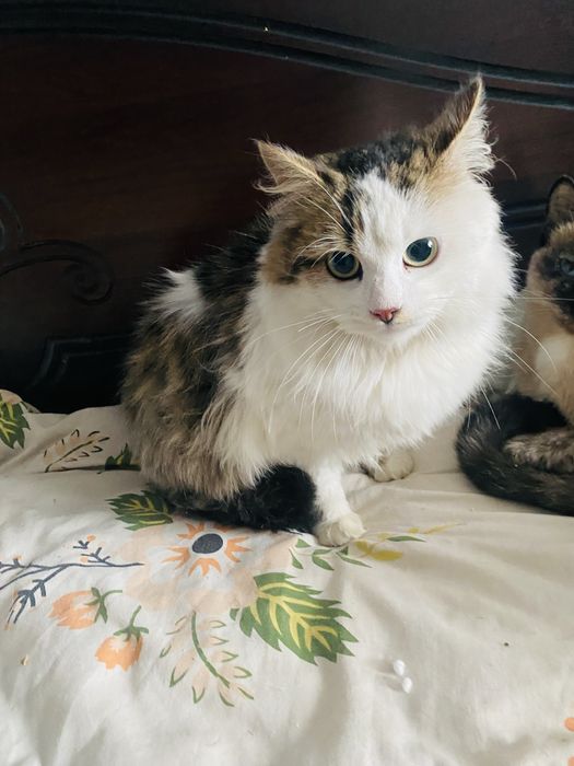 Дівчинка(стерилізована) шукає собі родину