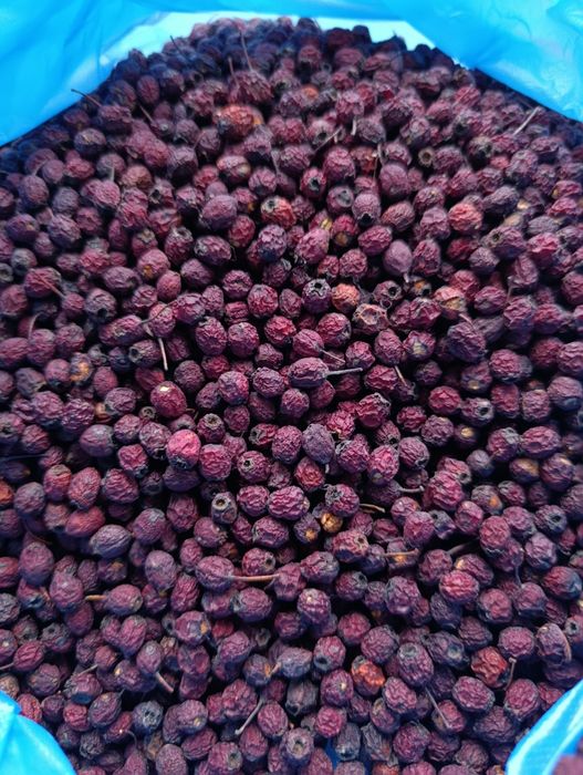 Ягоди гльоду сушені і свіжонарвані 2025 року