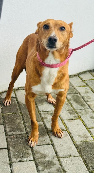 Caozinho para adopção