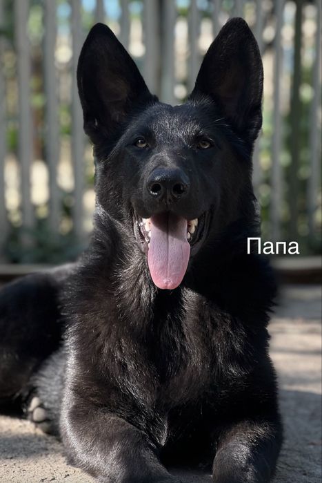 Щенки черной  европейской овчарки