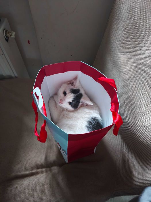 Киця в добрі руки