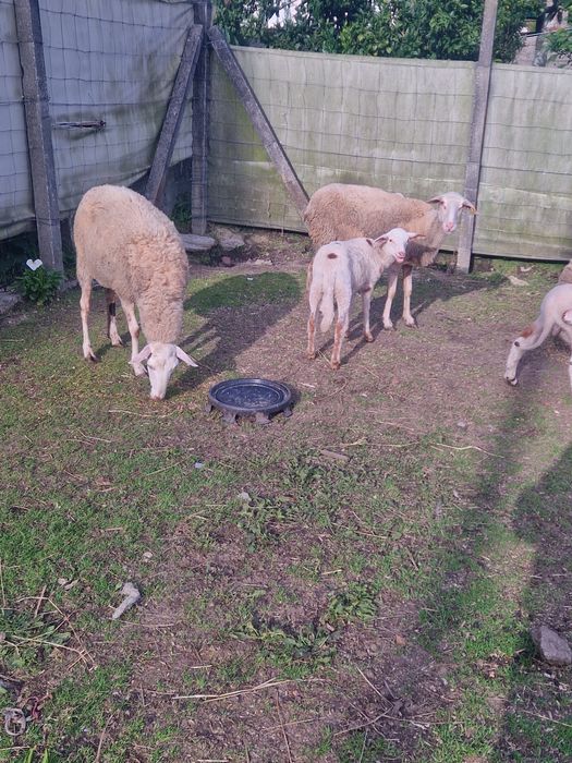 Vendo Ovelha /borrega