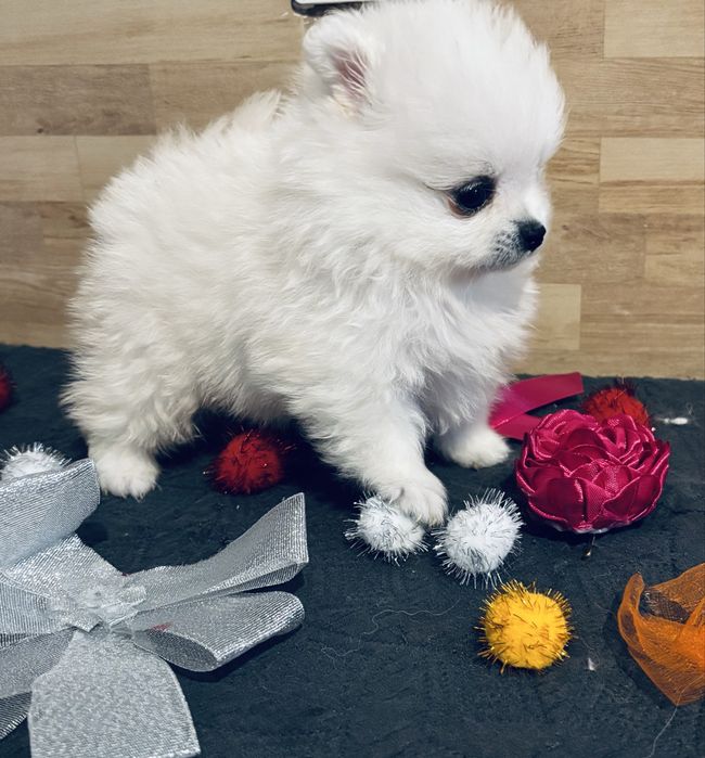 Spitz anão lulu da pomerania  macho