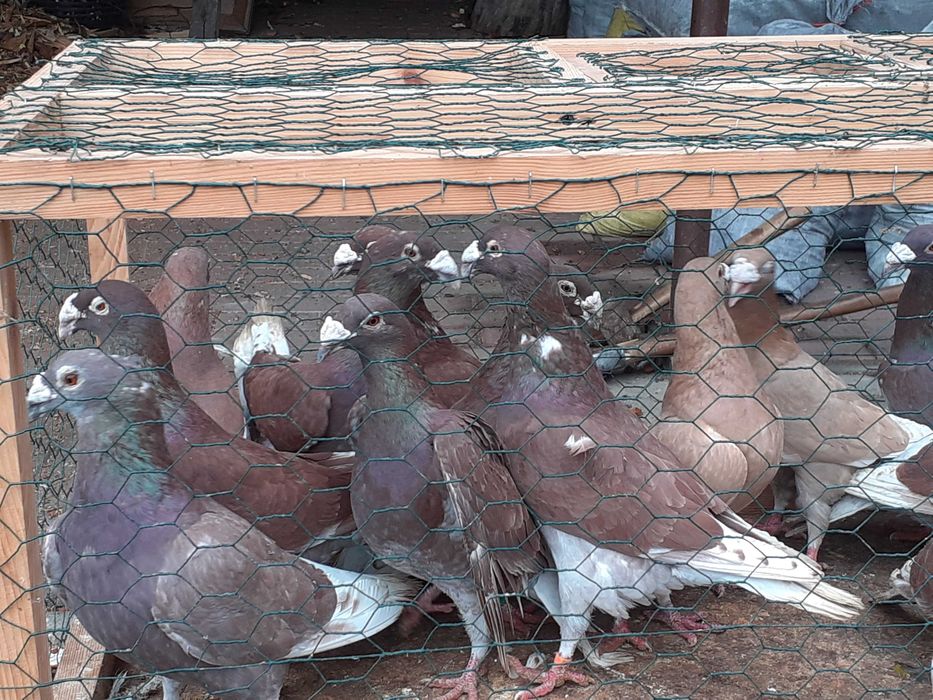 staropolskie czerwone