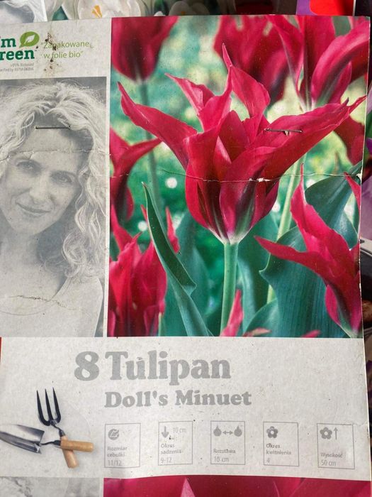 Тюльпани 60 грн пачка