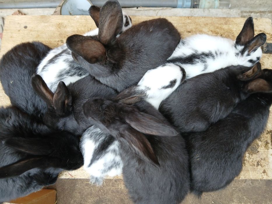 Кролики молодняк