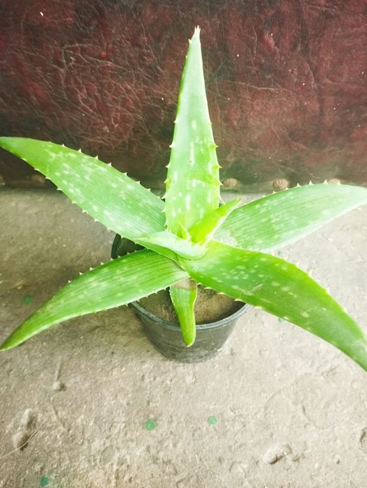 Алоэ. Лечебный цветок.