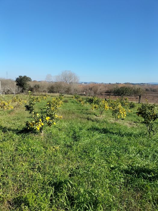 Limões Biologicos casca fina