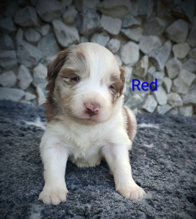 Border collie piesek Red  merle przebadani rodzice