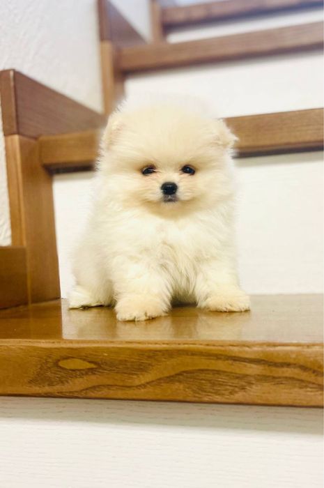 Хлопчики померанського шпица, Документи -КСУ!