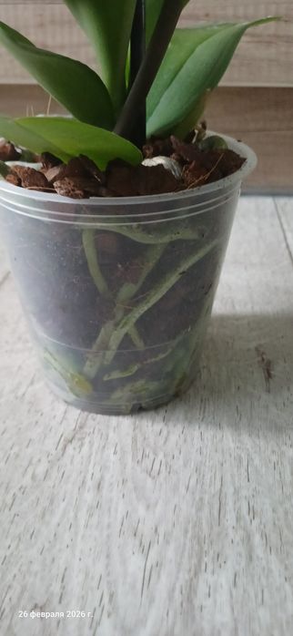 Продам орхидею Beby Dynamite