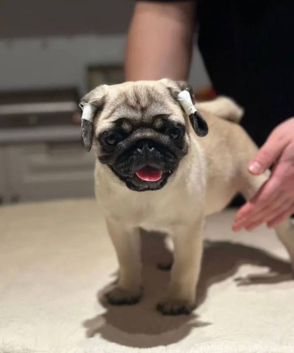 Собачка мопс продаж