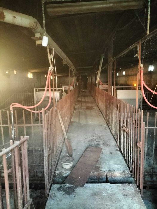 Ферма Свиноферма Скотарство Зерносхови Цех Броварський 600квм 70сот