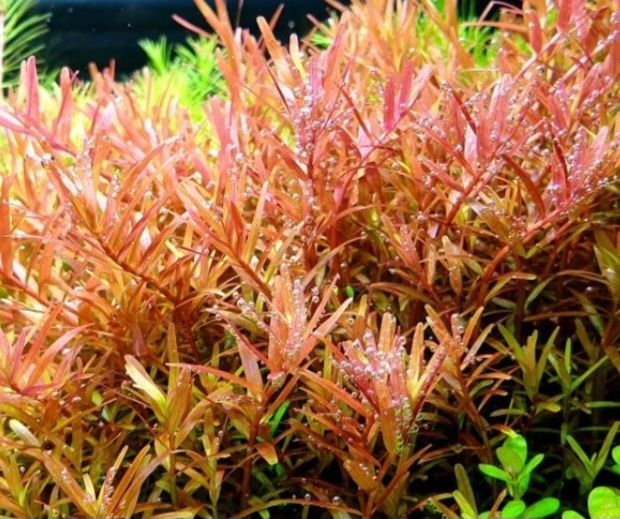 Pakiet Rotala H'ra        .
