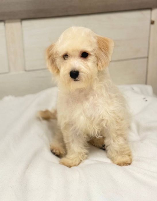 Мальтіпу Ф1 хлопець