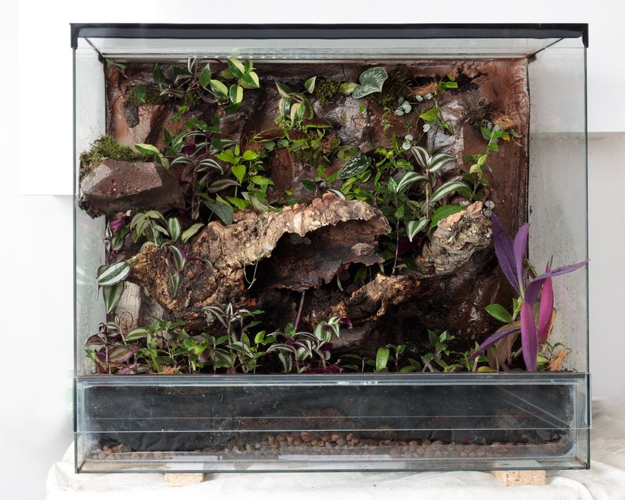 Terrarium tropikalne
