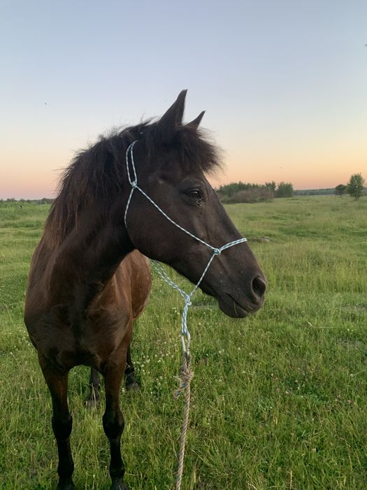 Продам кобилу 14 років