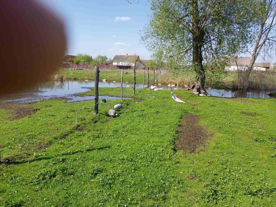 Інкубаційне яйце мускусних качок німецької лінії