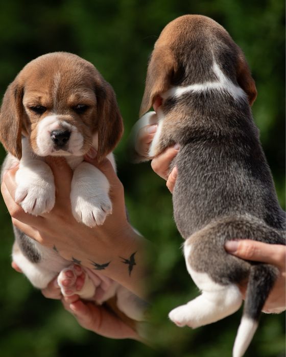 Прекрасні та породні цуценята бігля