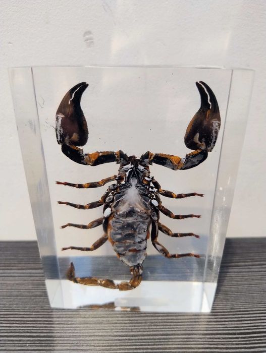 Skorpion zatopiony w plexi