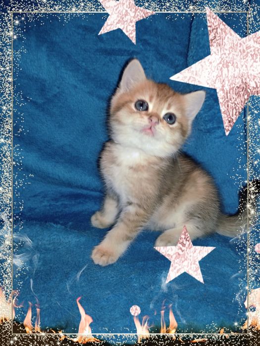 Няшки маленьки антистресікі золота шиншила чекає на родину