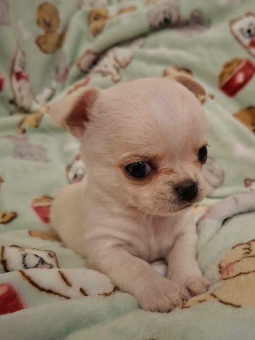 Chihuahua sunia kremowa krótkowłosa, FCI ZKWP