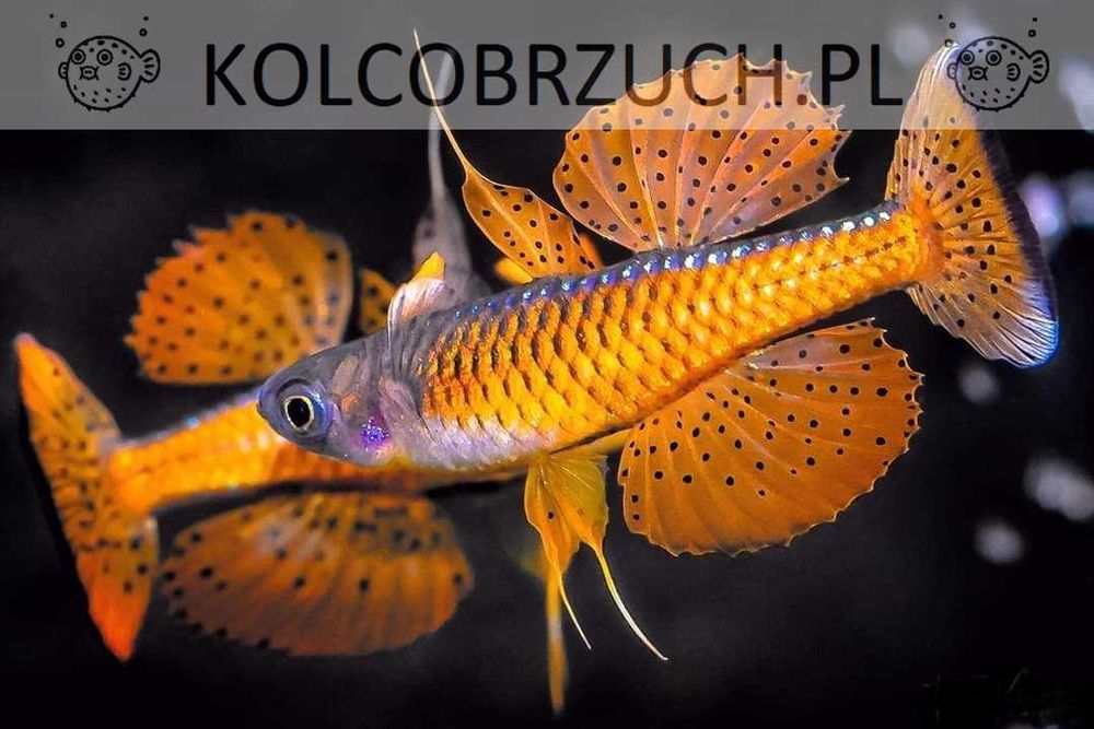 Modrook paskai - Pseudomugil luminatus - dowóz, wysyłka
