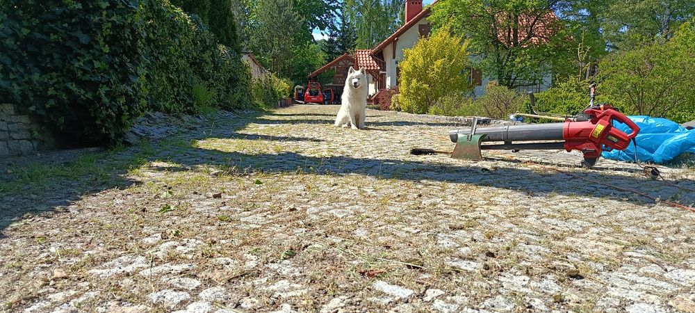 Koszenie trawy. Prace ogrodowe przycinanie , wycinka ,rebak gałęziowy