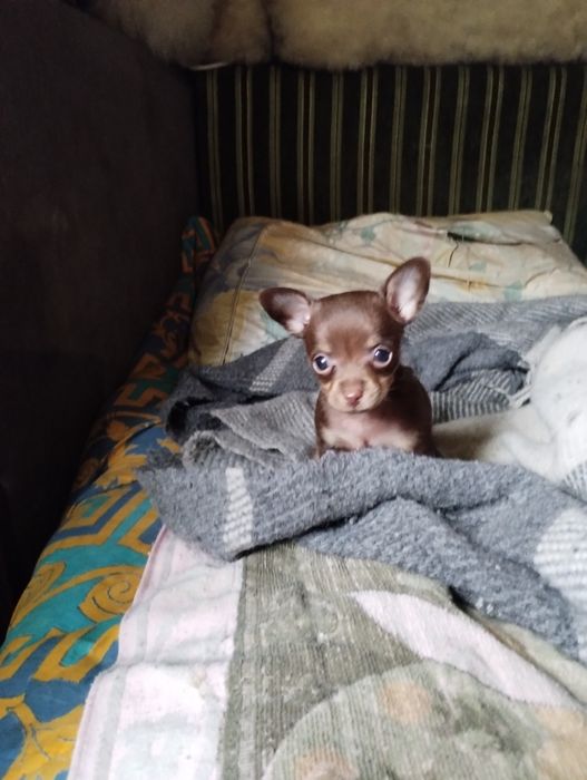 Цуценята Той-тер'єр